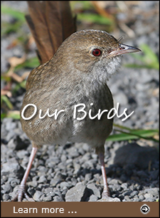 Click to visit our Birds page