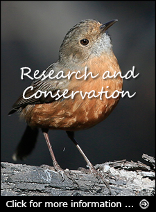Click for more information about our bird conservation work