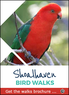 Click for the Shoalhaven Bird Walks PDF file